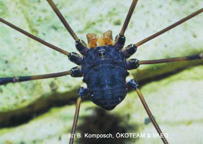 Opiliones da Europa centrale